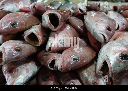 Bunch of fresh raw red Snapper on ice at Kedonganan fish market, Bali Stock Photo