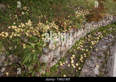 fallen apples on the ground in the autumn season Stock Photo