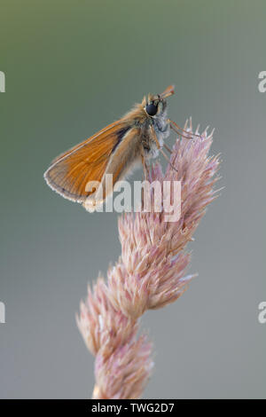 A small skipper butterfly at rest on a grass stem in a flower meadow, Hampshire, UK Stock Photo