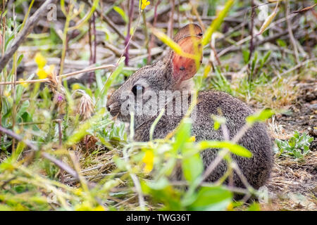 Close up of baby brush rabbit sitting still in the shrubs; ticks attached to its long ears; California; Brush Rabbit is a species of cottontail rabbit Stock Photo