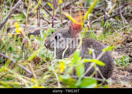 Close up of baby brush rabbit sitting still in the shrubs; ticks attached to its long ears; California; Brush Rabbit is a species of cottontail rabbit Stock Photo