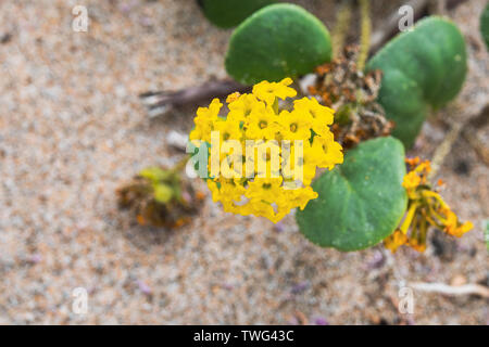 Yellow Sand Verbena (Abronia latifolia) blooming on a beach on the Pacific Ocean coastline, California Stock Photo