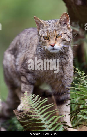 Scottish Wildcat kitten (Felis sylvestris) standing in long grass , Devon, UK Stock Photo