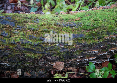 old tree trunk in the forest covered with moss and mushrooms Stock Photo