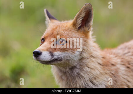Red fox (Vulpes vulpes) close up head shot, Devon, UK Stock Photo