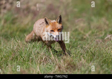 Red fox (Vulpes vulpes) running across a grassy field, Devon, UK Stock Photo
