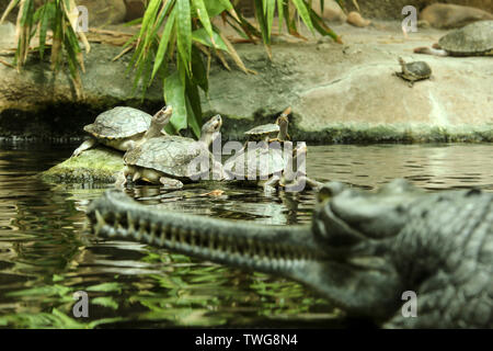 Several water turtles are standing on the stone and also on each other and are watching the gavial standing in front of them. Stock Photo