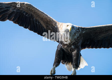 Close up of a White Tailed Sea Eagle (Haliaeetus albicilla) in flight hunting for fish, Lofoten Islands, Norway Stock Photo