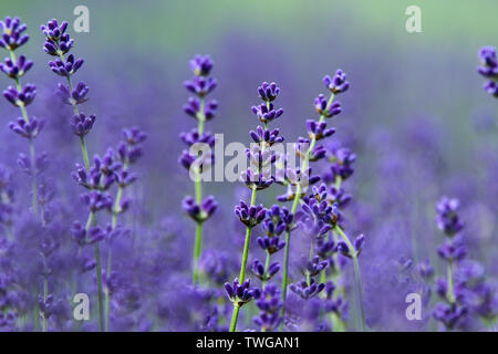 A picture from the beautiful fields of Provance during the summer and full of lavender in bloom. A detail of some plants. Stock Photo