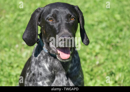 Portrait of norwegian sports mestizo. Cross-breed pointer, kurzhaar and greyhound. Sled dog. Pet animals. Stock Photo