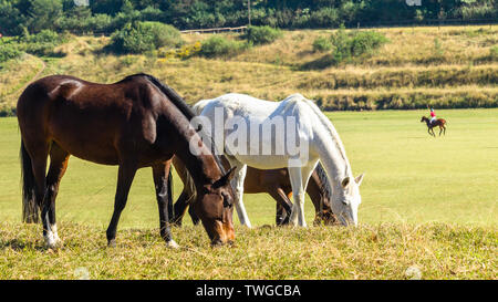 Horses eating grass on banks of polo field with rider players  and pony equestrian animals playing a game. Stock Photo