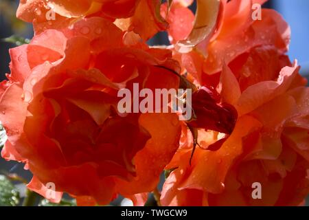 beautiful orange rose blossoms - a delicious nectar source for bees Stock Photo