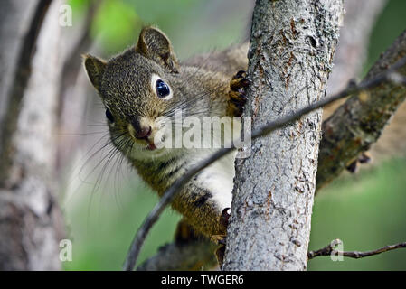 A wild red squirrel 'Tamiasciurus hudsonicus', looking around a tree trunk in rural Alberta Canada Stock Photo