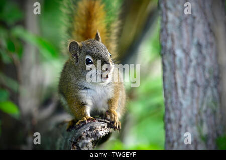 A young red squirrel 'Tamiasciurus hudsonicus', walking forward on a broken branch in rural Alberta Canada. Stock Photo