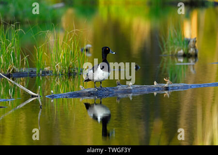 A male ring-necked duck ' Aythya collaris', perched on a sunken log at the beaver pond near Hinton Alberta at sunset. Stock Photo