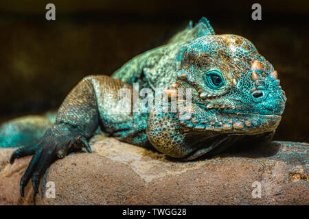 Close Portrait of a common chameleon Stock Photo