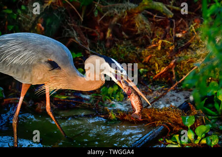 Early bird catches...a fish for breakfast. Stock Photo