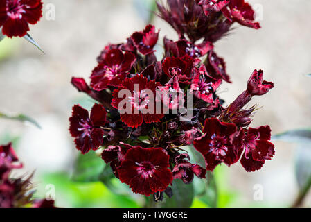 The flowers of a Dianthus barbatus 'Sooty' Stock Photo