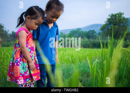 long hair boy and little girl playing in rice field. and a girl she scared a muddy. High resolution image gallery. Stock Photo