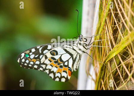 A lime butterfly (Papilio demoleus) in a butterfly house Stock Photo