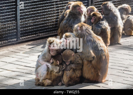 Groupl of Macaca mulatta - Old World monkeys in Beijing, capital city of China Stock Photo