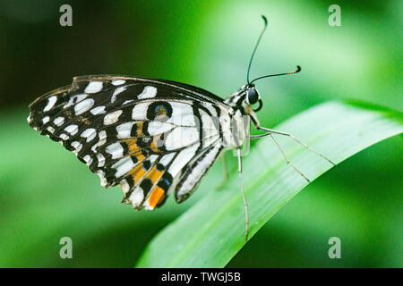 A lime butterfly (Papilio demoleus) in a butterfly house Stock Photo
