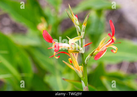 The flowers of a Indian shot (Canna indica) Stock Photo