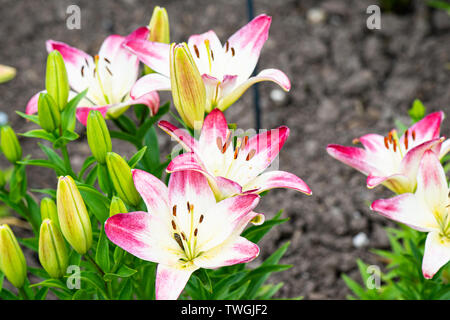 The flowers of a Lily 'Lollipop' (Lilium 'Lollypop') Stock Photo