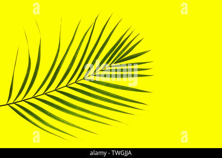 Tropical green palm leaf on yellow background. Stock Photo