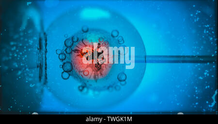 In vitro fertilisation. IVF. Cell under microscope. Custom genome editing in vitro, gene editing embryo baby genetically engineered 3d rendering Stock Photo