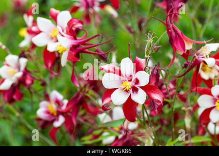 Columbine 'Red Hobbit' (Aquilegia 'Red Hobbit') Stock Photo