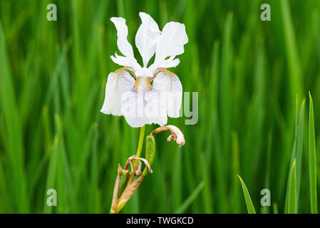 Iris 'Sibirica Alba' in flower Stock Photo