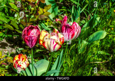 Variegated multi colored with large heads beautifully withering,spring tulips in the garden among other plants Stock Photo