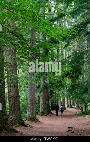 Couple walking among mature trees at The Hermitage near Dunkeld in Perthshire, Scotland, UK Stock Photo