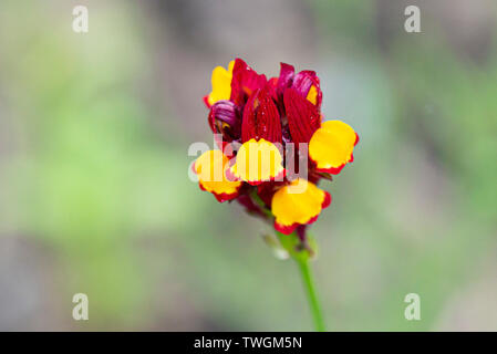 Netted toadflax 'Flamenco' (Linaria reticulata 'Flamenco') Stock Photo