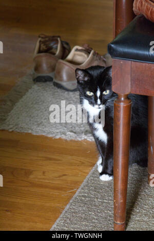 A shy black and white cat hides warily behind the leg of a wooden piano bench Stock Photo