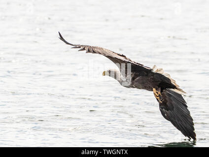 White Tailed Eagles on Mull, in flight and fishing Stock Photo