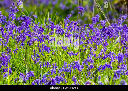 Bluebells on Islay Stock Photo