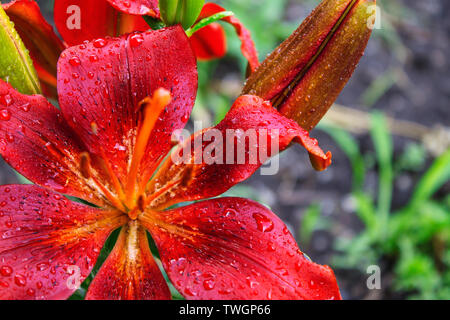 The flower of red lily with drops of water on the petals after the rain a breath of freshness for raising the mood Stock Photo