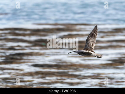 Curlew in flight, Jura, Hebrides Stock Photo