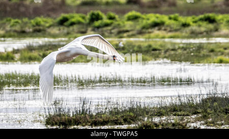 Mute swan (Cygnus olor), in flight, over the pools at Loch Gruinart, Islay, Argyll and Bute, Inner Hebrides, Scotland Stock Photo