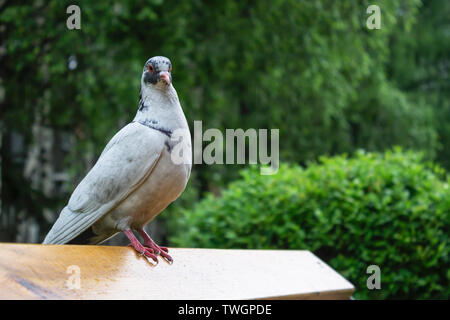 A white dove on a bench watches in a public park for people passing by in rainy weather Stock Photo