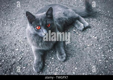 Gray fluffy cat with red eyes lying on the pavement and looking at you Stock Photo