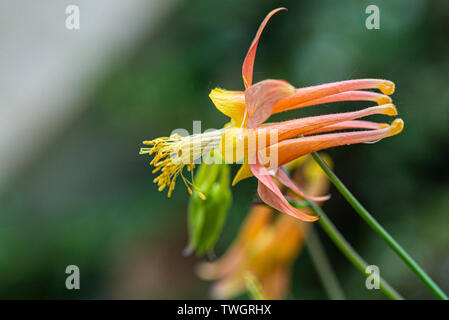 The flower of a western columbine (Aquilegia formosa) Stock Photo
