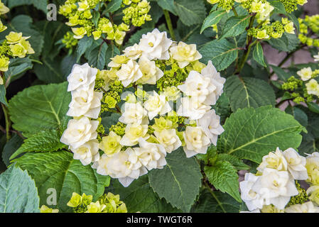 White wedding gown Hydrangea Stock Photo
