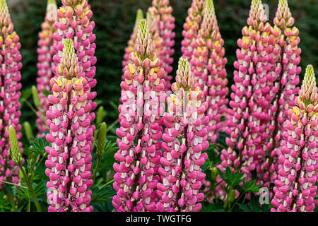 Lupin 'The Chatelaine' (Lupinus 'The Chatelaine') in flower Stock Photo