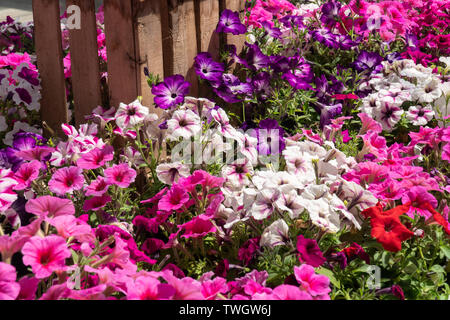 Group of Petunia flowers in full bloom. Petunia hybrida Stock Photo