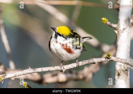 A chestnut-sided warbler (Setophaga pensylvanica) perched on a branch during spring migration. Stock Photo