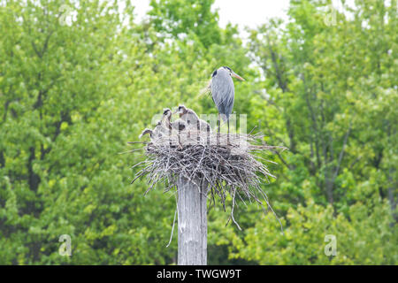 A great blue heron (Ardea herodias) nest with active siblicide as the parent looks away. Stock Photo