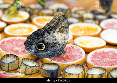 A closeup of a giant owl butterfly feeding on fruit at a butterfly garden in Sidney, BC Canada. Stock Photo